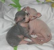 Sphynx kittens for adoption