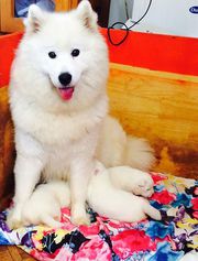 SAMOYED PUPPIES