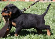Rottweiler puppy for sale 