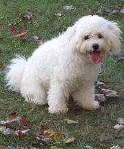 white Bichon Frise Puppies For Sale