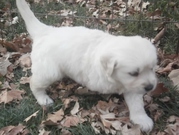 Golden Retriever Puppies For Sale