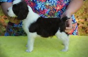 English Springer Spaniel Puppies For Sale