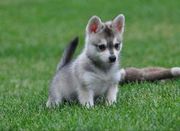 ALASKAN KLEE KAI