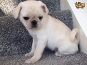 White Gene Pug Puppies