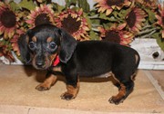 ANKC reg Dachshund puppies for sale 