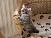 Delightful Maine Coon Cross Kittens