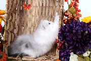 TICA TEA CUP PERSIAN KITTENS FOR SALE