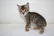 Bengals Looking For A New Homes