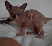 Sphynx Kitten Male Seal Point Blue Eyed.