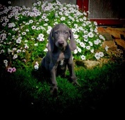 Cute Weimaraner puppies for sale . 