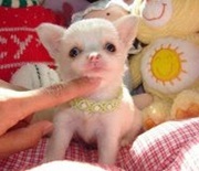 Stunning Smooth Coated Chihuahua Puppies