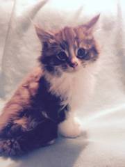 Maine Coon Kittens for sale