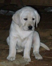 Golden Labrador Puppies for sale