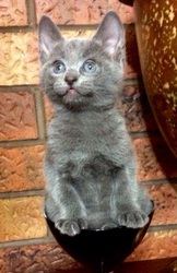 Russian Blue Kittens 