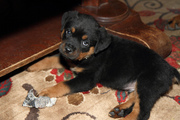 Well trained Rottweiler puppies for new homes