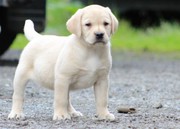 **reduced** Labrador Puppies * 4 Left*