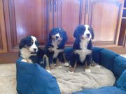 Beautiful Bernese Mountain Dog Pups.