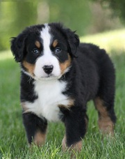 Bernese Mountain Dog Pups.(702) 815-7339