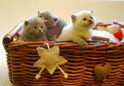 British Shorthair kittens 