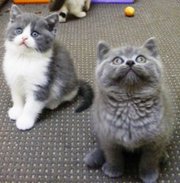 wonderful specked markings British Shorthair kittens.