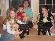 Labrador Retriever precious puppies available