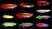 Grade A Asian Arowana Fish Available for Sale and Good Price !!! Top S