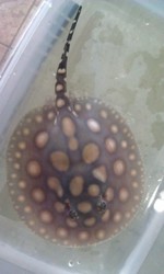 fresh water potamotrygon stingrays ready for adoption