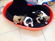 Jack Russell Puppies