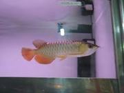 A grade Aquarium Arowana fishes for sale need to go