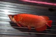 Premium Quality Super Red Arowana Fish and Many others For Sale.