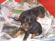 DOBERMAN PUREBRED PUPS
