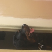 Rottweiler natural bobtail puppies for sale