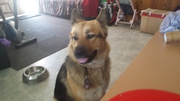 shepard Puppy
