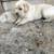 Sweet Mini-Labrador Puppy for Adoption