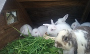 Mini lop rabbit's 