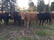 Brangus Charolais Cross Open Heifers