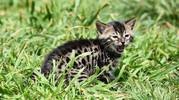 PUREBRED MALE BENGAL KITTEN
