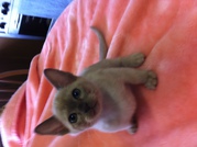 BURMESE KITTENS FOR SALE