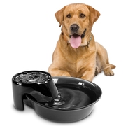 Why do pets need a water fountain?