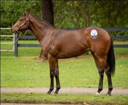 TestaRossa x Vogalargo - Racehorse Syndications Australia