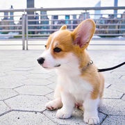 Agile Welshi Corgi P