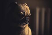 Avail Online Pet Supplies Australia