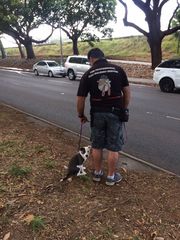 Dog Walking