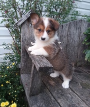  Pembroke Welsh Corgi