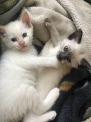 Quality Scottish Fold Kittens
