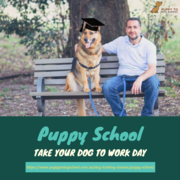 Puppy School Sydney