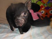  adorable micro mini and teacup piglets 