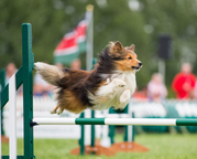 Agility Sydney
