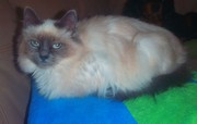 Birman Kitten
