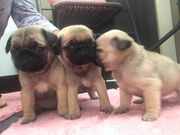 Pug Puppies
